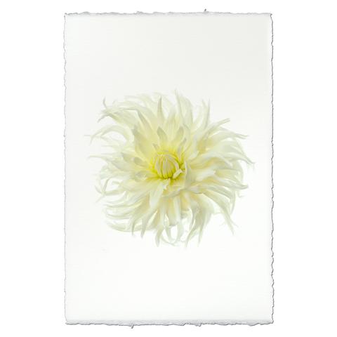 Dahlia Sno Ho Storm 20 x 30 unframed