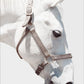 White Horse with Harness on White Background - 30 x 45