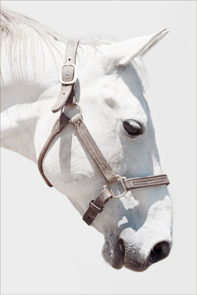 White Horse with Harness on White Background - 30 x 45