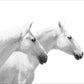 2 White Horses heading Right   on White Background - 40 x 60