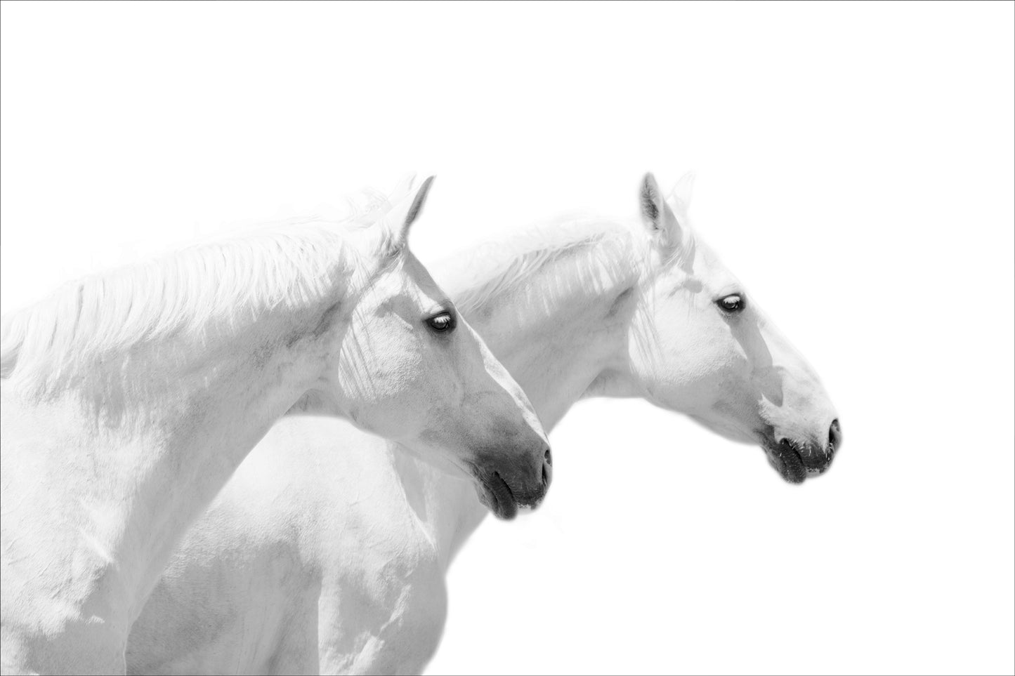 2 White Horses heading Right   on White Background - 40 x 60