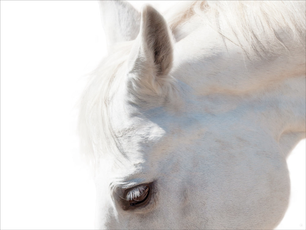 White Horse Eye and Ear on White Background - 36 x 48