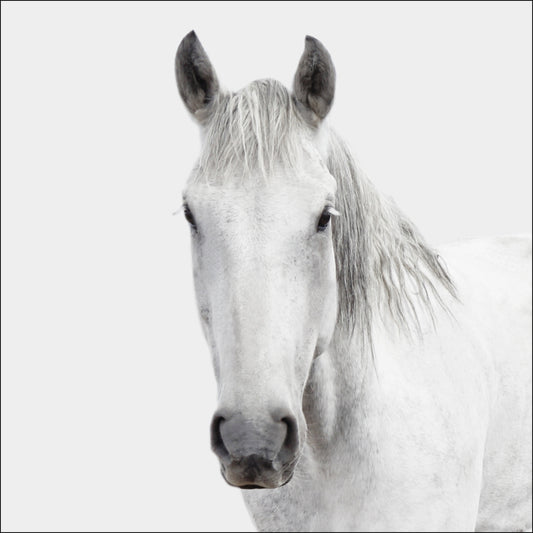 Greyscale Horse Head  on White Background - 36 x 36