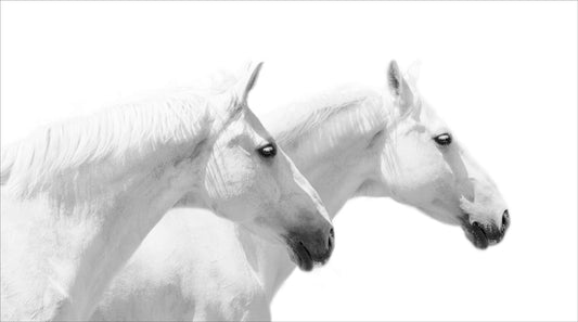 2 White Horses heading right on White Background - 40 x 72