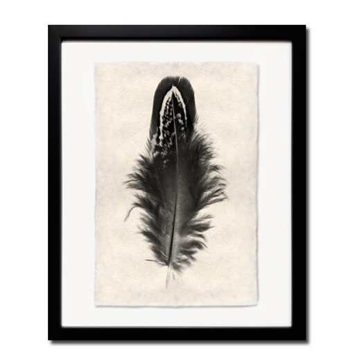 Feather Study #3 - (20 x 30)