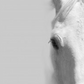 White Horse Left - 40x60