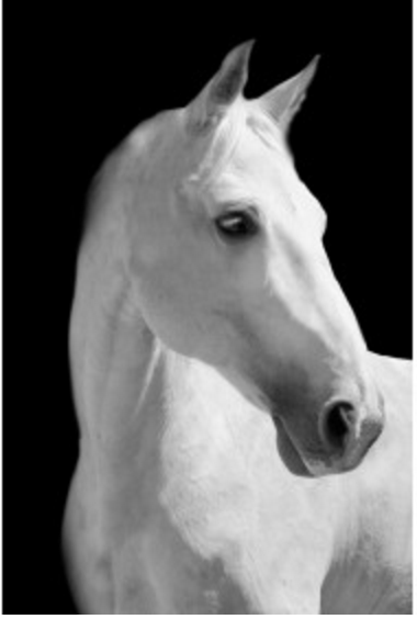 White Horse Head Turn - 40x60