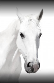 White Horse - 58x82