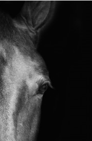 Horse Eye Right on Black Background - 40x60