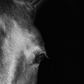 Horse Eye Right on Black Background - 35x47