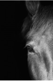 Horse Eye Left on Black Background - 40x60