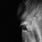 Horse Eye Left on Black Background - 35x47