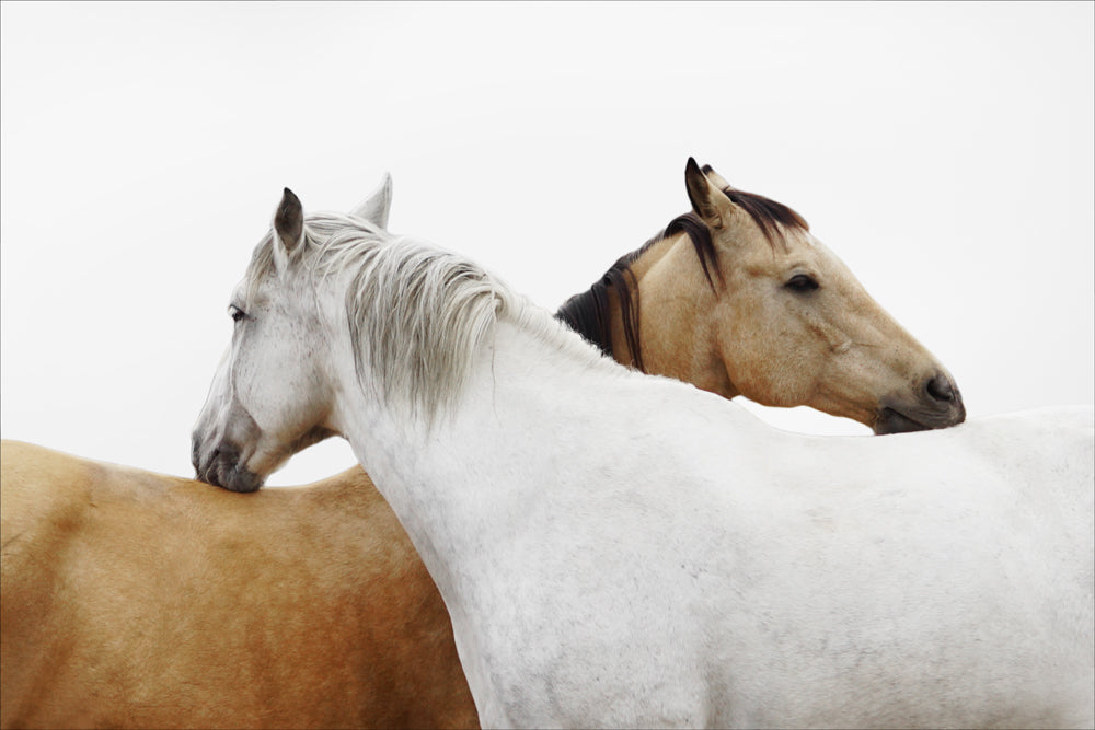 Brown and White Horses crossing 40 x 60