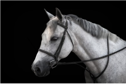 Greyscale Horse w/ Rein on Black Background - 48x72