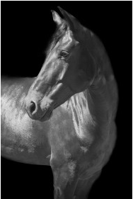 Grey Horse Turned Left on Black Background - 40x60