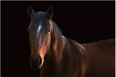 Brown Horse Half Body on Black Background - 40x60