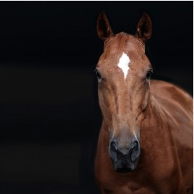 Brown Horse with White Marking on Black Background Square - 40x40