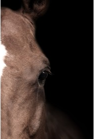 Brown Horse Eye Right on Black Background - 40x60