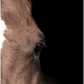 Brown Horse Eye Right on Black Background - 35x47