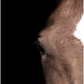 Brown Horse Eye Left on Black Background - 35x47