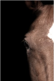 Brown Horse Eye Left on Black Background - 35x47