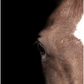 Brown Horse Eye Left on Black Background - 40x60