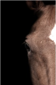 Brown Horse Eye Left on Black Background - 40x60