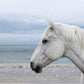 Color Horse by the Sea 48 x 72