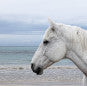 Color Horse by the Sea 48 x 72