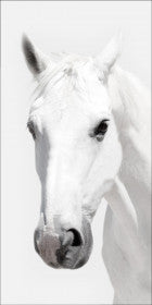 White Horse Head on white background 30 x 60