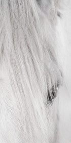 White Horse Eye Right on White Background - 40x60