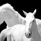 Two White Horses Crossing White Background 40 x 60