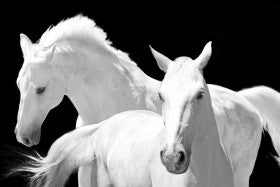 Two White Horses Crossing White Background 40 x 60