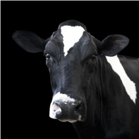 Black Cow w/ Black Background - 40x40