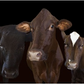 Cow Trio on White Background - 40x60