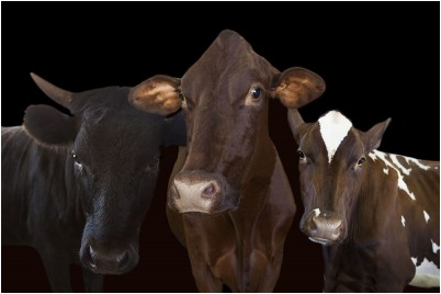 Cow Trio on White Background - 40x60
