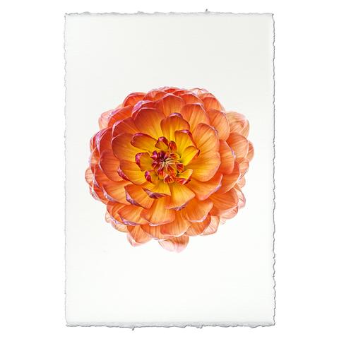 Dahlia Pam Howden 20 x 30 unframed