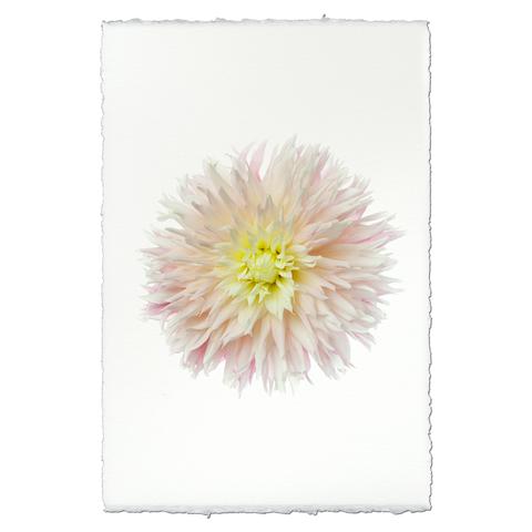 Dahlia Just Married 20 x 30