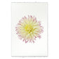 Dahlia My Beverly 20 x 30