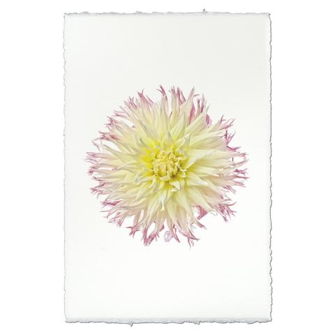 Dahlia My Beverly 20 x 30